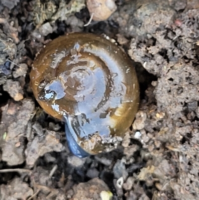 Oxychilus cellarius (Cellar Snail) at Bruce Ridge - 1 May 2022 by trevorpreston