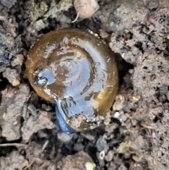 Oxychilus cellarius (Cellar Snail) at Lyneham, ACT - 1 May 2022 by trevorpreston
