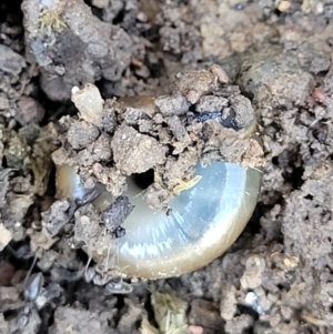 Oxychilus cellarius at Lyneham, ACT - 1 May 2022