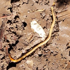 Geophilomorpha sp. (order) at Holt, ACT - 1 May 2022