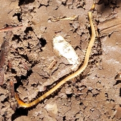 Geophilomorpha sp. (order) (Earth or soil centipede) at Holt, ACT - 1 May 2022 by trevorpreston