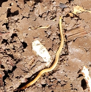 Geophilomorpha sp. (order) at Holt, ACT - 1 May 2022