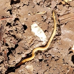 Geophilomorpha sp. (order) at Holt, ACT - 1 May 2022