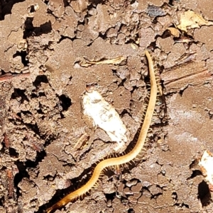 Geophilomorpha sp. (order) at Holt, ACT - 1 May 2022