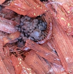 Lithobiomorpha (order) (Unidentified stone centipede) at Holt, ACT - 1 May 2022 by trevorpreston