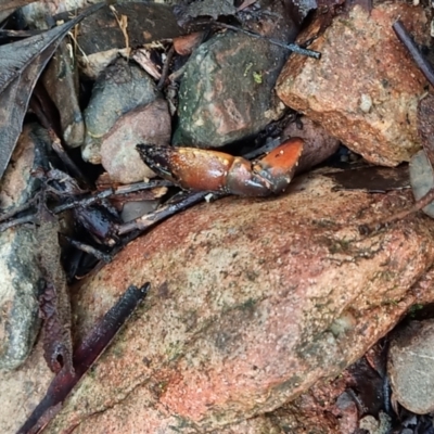 Cherax destructor (Common Yabby) at Tidbinbilla Nature Reserve - 1 May 2022 by pixelnips