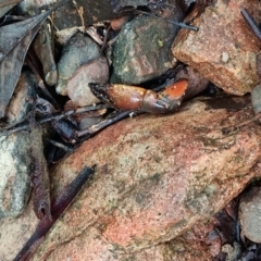 Cherax destructor at Paddys River, ACT - 1 May 2022 11:44 AM