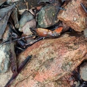 Cherax destructor at Paddys River, ACT - 1 May 2022 11:44 AM