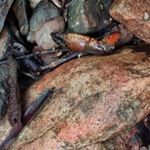 Cherax destructor at Paddys River, ACT - 1 May 2022