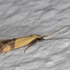 Stathmopoda (genus) (A curved-horn moth) at Melba, ACT - 12 Apr 2022 by kasiaaus