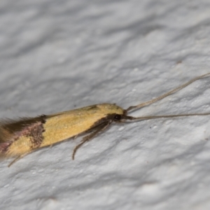 Stathmopoda (genus) at Melba, ACT - 12 Apr 2022 12:14 AM