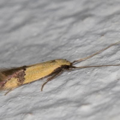 Stathmopoda (genus) (A curved-horn moth) at Melba, ACT - 11 Apr 2022 by kasiaaus