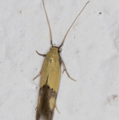 Stathmopoda (genus) at Melba, ACT - 12 Apr 2022