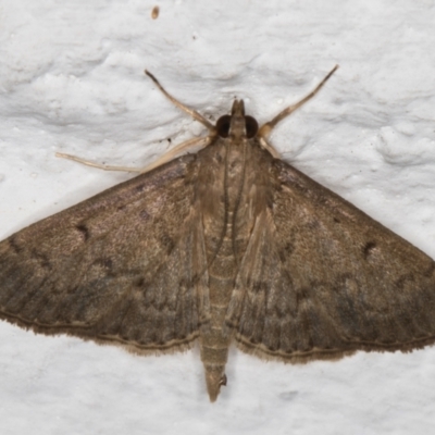 Herpetogramma licarsisalis (Sod Webworm) at Melba, ACT - 12 Apr 2022 by kasiaaus