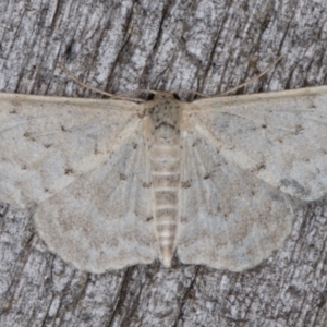 Idaea philocosma at Melba, ACT - 13 Apr 2022 12:02 AM