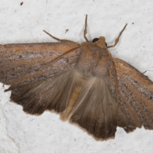 Paralaea porphyrinaria at Melba, ACT - 13 Apr 2022 10:43 PM