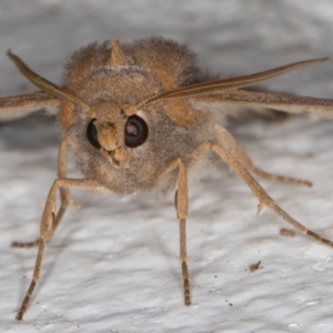 Paralaea porphyrinaria at Melba, ACT - 13 Apr 2022 10:43 PM