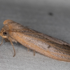 Paralaea porphyrinaria at Melba, ACT - 13 Apr 2022 10:43 PM