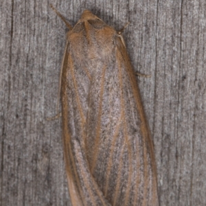 Paralaea porphyrinaria at Melba, ACT - 13 Apr 2022 10:43 PM