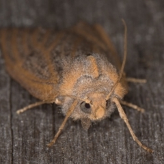 Paralaea porphyrinaria at Melba, ACT - 13 Apr 2022 10:43 PM