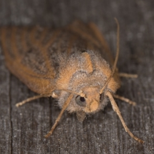 Paralaea porphyrinaria at Melba, ACT - 13 Apr 2022 10:43 PM