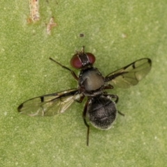 Pogonortalis doclea (Boatman fly) at Melba, ACT - 13 Apr 2022 by kasiaaus