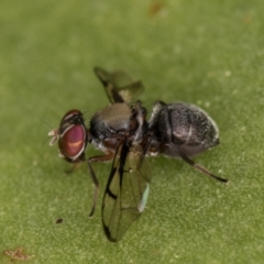 Pogonortalis doclea at Melba, ACT - 13 Apr 2022