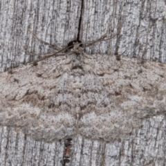 Psilosticha (genus) (A wave moth) at Melba, ACT - 13 Apr 2022 by kasiaaus