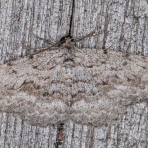 Psilosticha (genus) at Melba, ACT - 13 Apr 2022