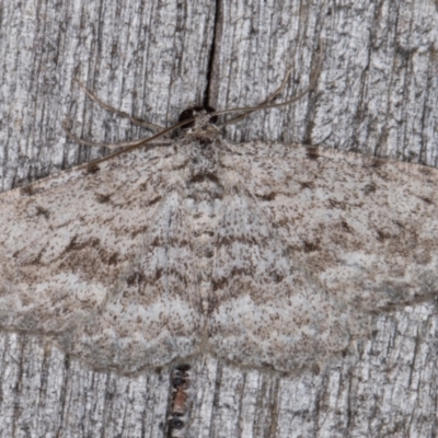 Psilosticha (genus) (A wave moth) at Melba, ACT - 13 Apr 2022 by kasiaaus