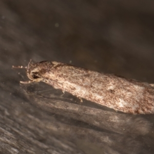 Oecophoridae provisional group 5 at Melba, ACT - 13 Apr 2022