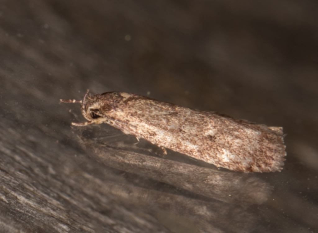 Oecophoridae provisional group 5 at Melba, ACT - 13 Apr 2022