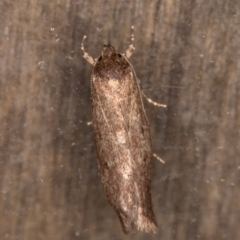 Oecophoridae provisional group 5 at Melba, ACT - 13 Apr 2022 10:46 PM