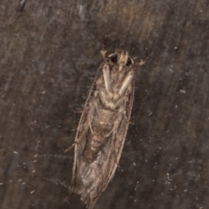 Oecophoridae provisional group 5 at Melba, ACT - 13 Apr 2022