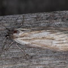 Ciampa arietaria (Brown Pasture Looper Moth) at Melba, ACT - 13 Apr 2022 by kasiaaus