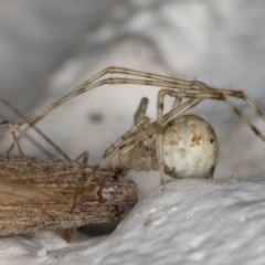 Cryptachaea gigantipes (White porch spider) at Melba, ACT - 13 Apr 2022 by kasiaaus