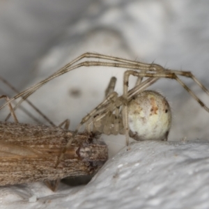 Cryptachaea gigantipes at Melba, ACT - 13 Apr 2022 10:51 PM