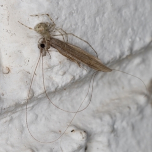 Cryptachaea gigantipes at Melba, ACT - 13 Apr 2022