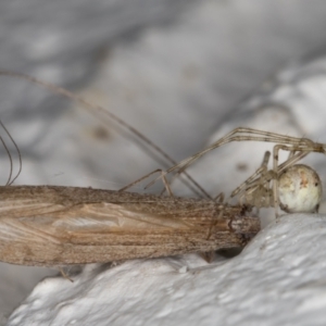 Cryptachaea gigantipes at Melba, ACT - 13 Apr 2022