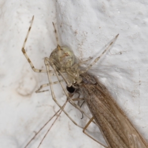 Cryptachaea gigantipes at Melba, ACT - 13 Apr 2022