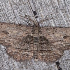 Ectropis excursaria (Common Bark Moth) at Melba, ACT - 14 Apr 2022 by kasiaaus