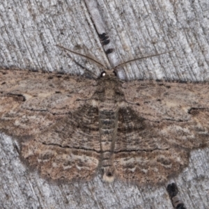 Ectropis excursaria at Melba, ACT - 14 Apr 2022