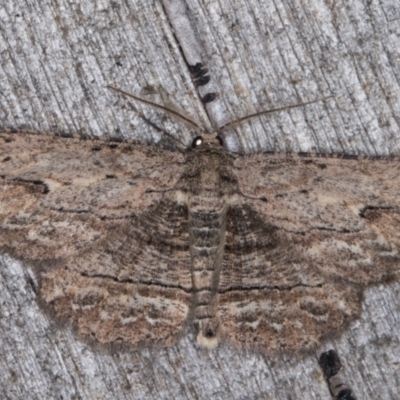 Ectropis excursaria (Common Bark Moth) at Melba, ACT - 14 Apr 2022 by kasiaaus