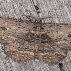 Ectropis excursaria at Melba, ACT - 14 Apr 2022 12:46 AM