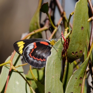 Delias nigrina at Pialligo, ACT - 1 May 2022 01:38 PM