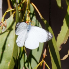 Delias nigrina at Pialligo, ACT - 1 May 2022 01:38 PM