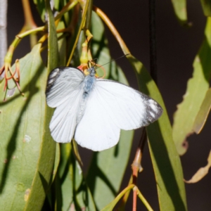 Delias nigrina at Pialligo, ACT - 1 May 2022 01:38 PM