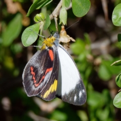 Delias nigrina at Pialligo, ACT - 1 May 2022 01:38 PM