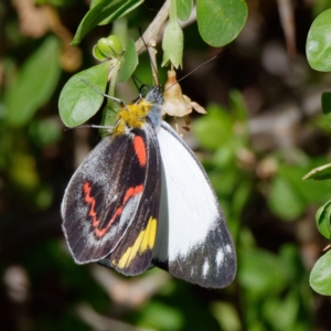 Delias nigrina at Pialligo, ACT - 1 May 2022 01:38 PM