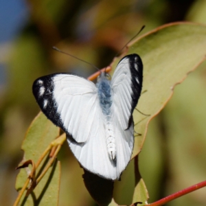 Delias nigrina at Pialligo, ACT - 1 May 2022 01:38 PM